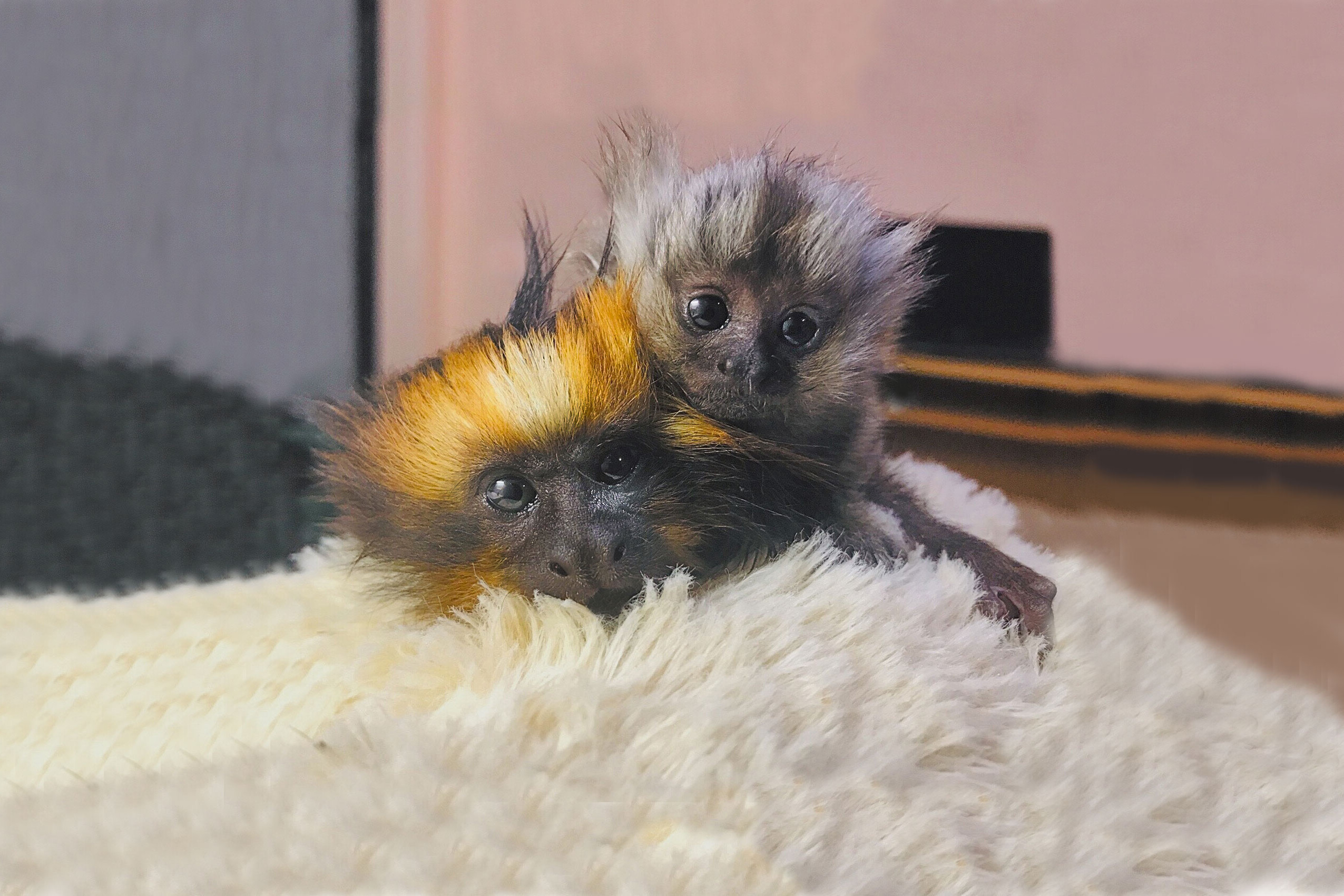 Розплідник Marmosets Live