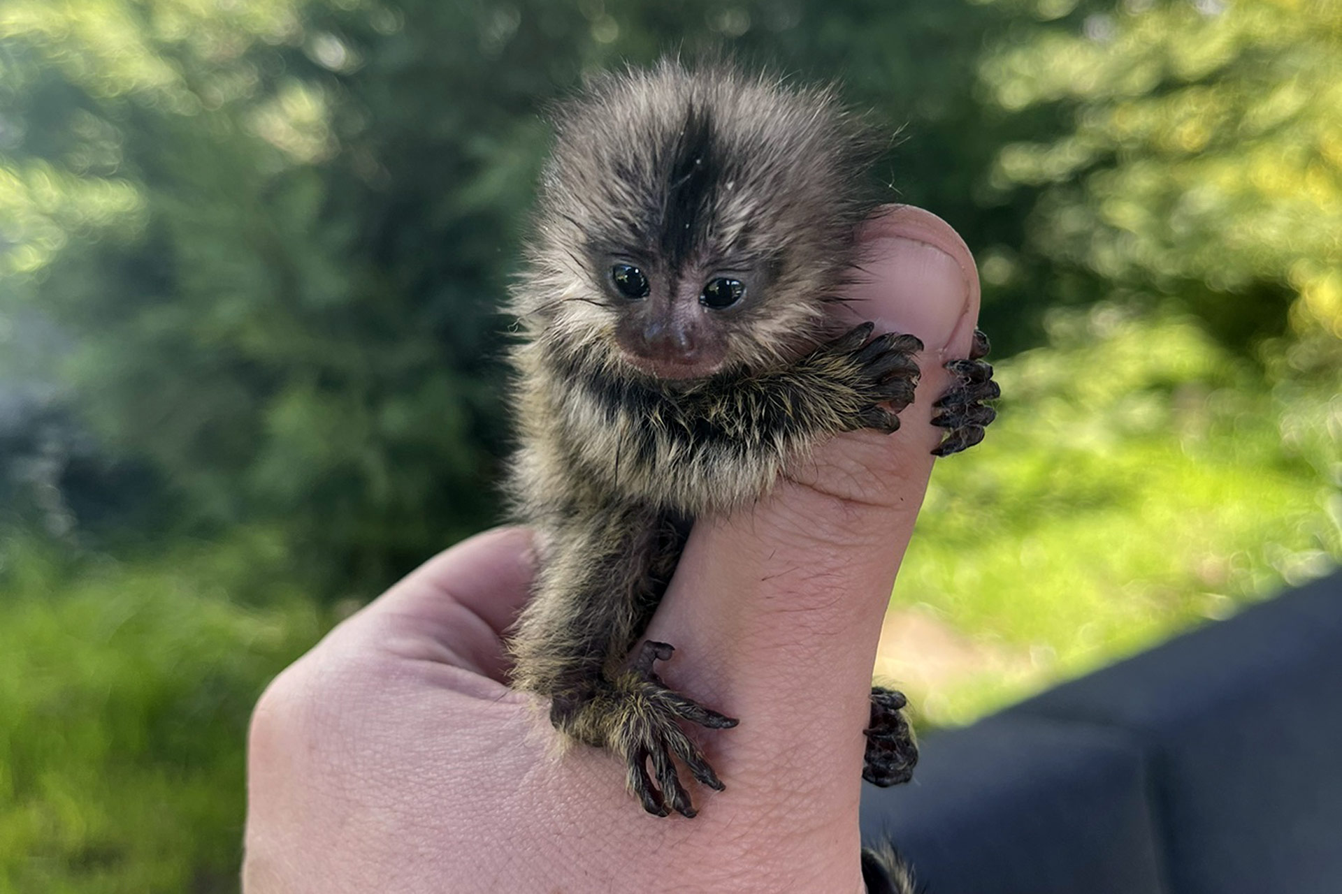 Розплідник Marmosets Live