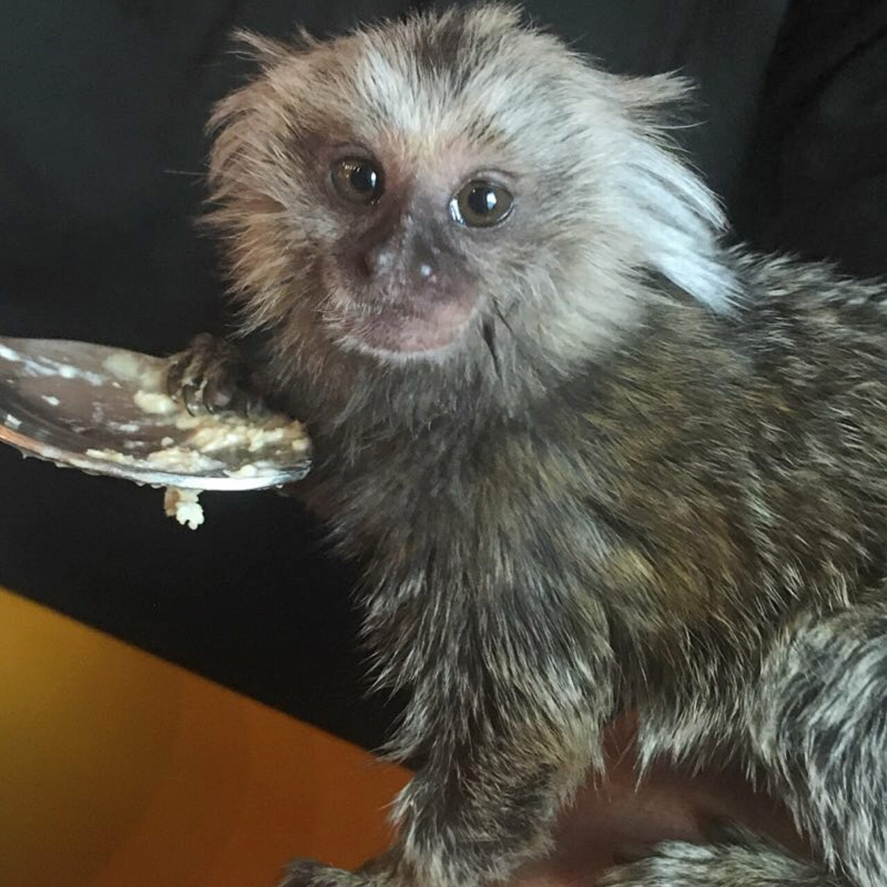 Розплідник Marmosets Live