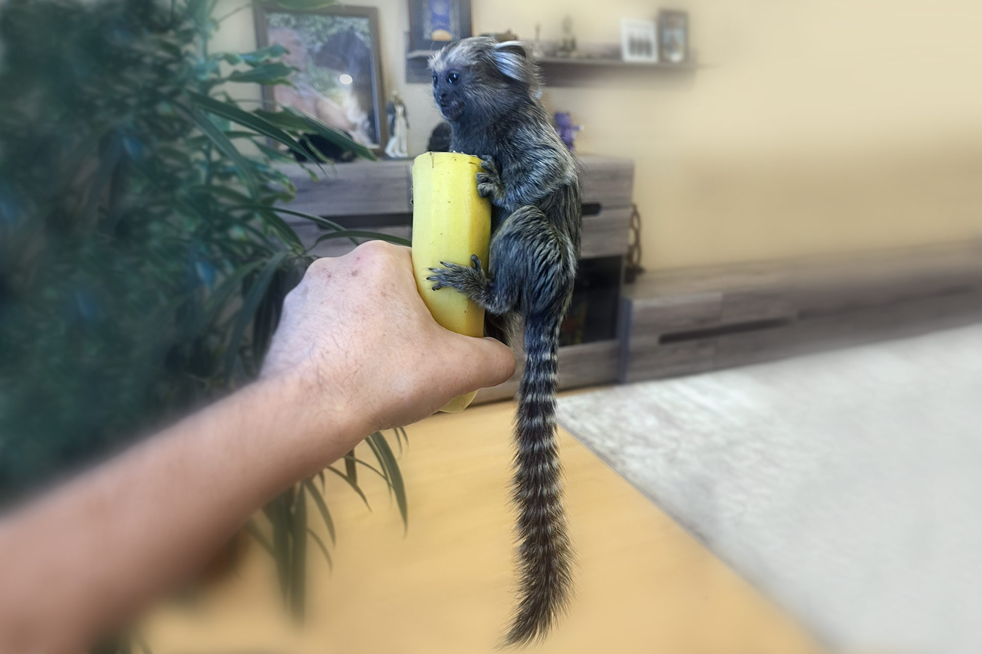 Питомник Marmosets Live