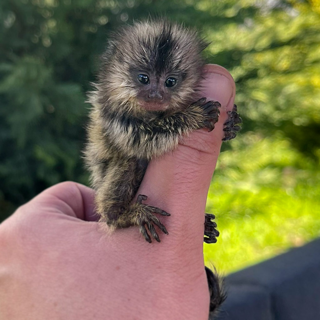 Питомник Marmosets Live