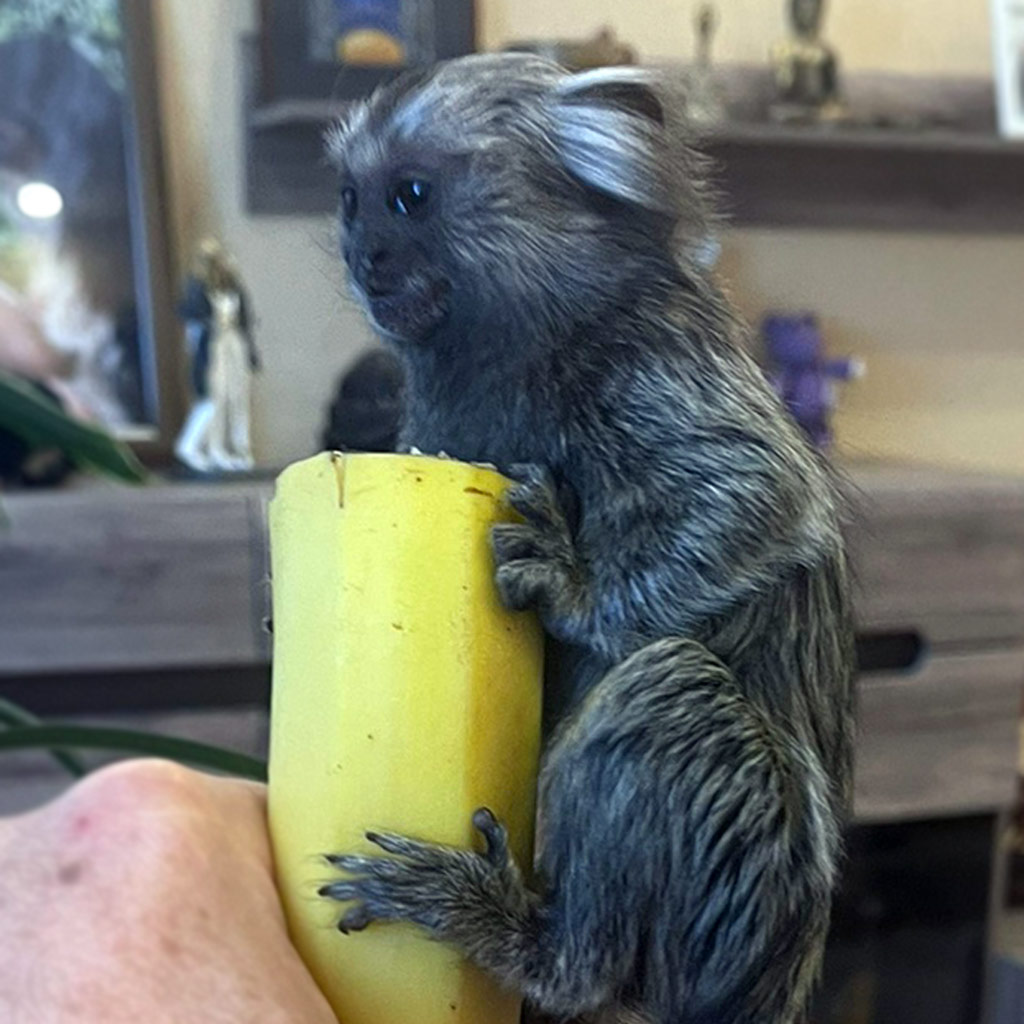 Розплідник Marmosets Live